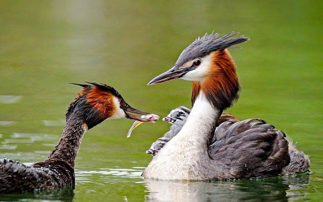 From Virpazar: Skadar Lake National Park Guided Boat Tour with Drinks Image 4