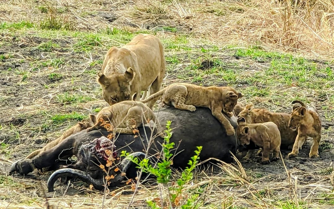 From Zanzibar: 4-Day Mikumi National Park Safari & Udzungwa Waterfall Hike Image 7