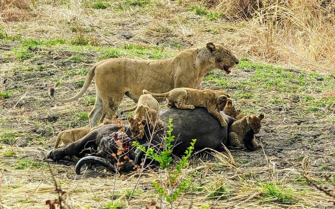 From Zanzibar: 4-Day Mikumi National Park Safari & Udzungwa Waterfall Hike Image 9