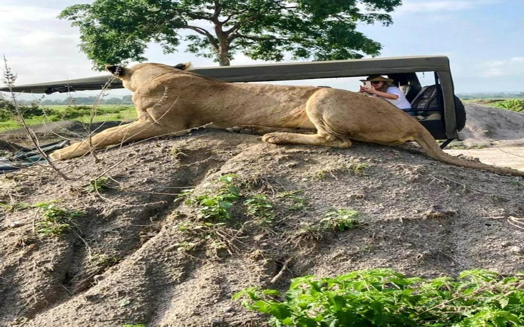 From Zanzibar: Mikumi National Park Day Safari with Flights and Transfers Image 1