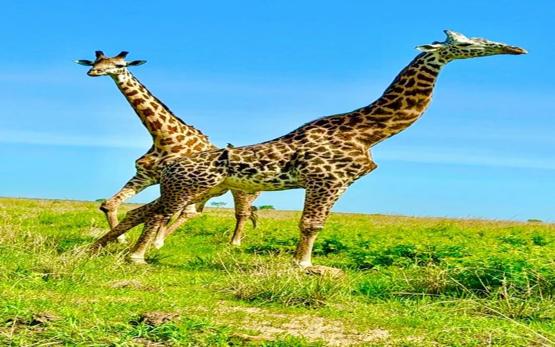 From Zanzibar: Mikumi National Park Day Safari with Flights and Transfers Image 2