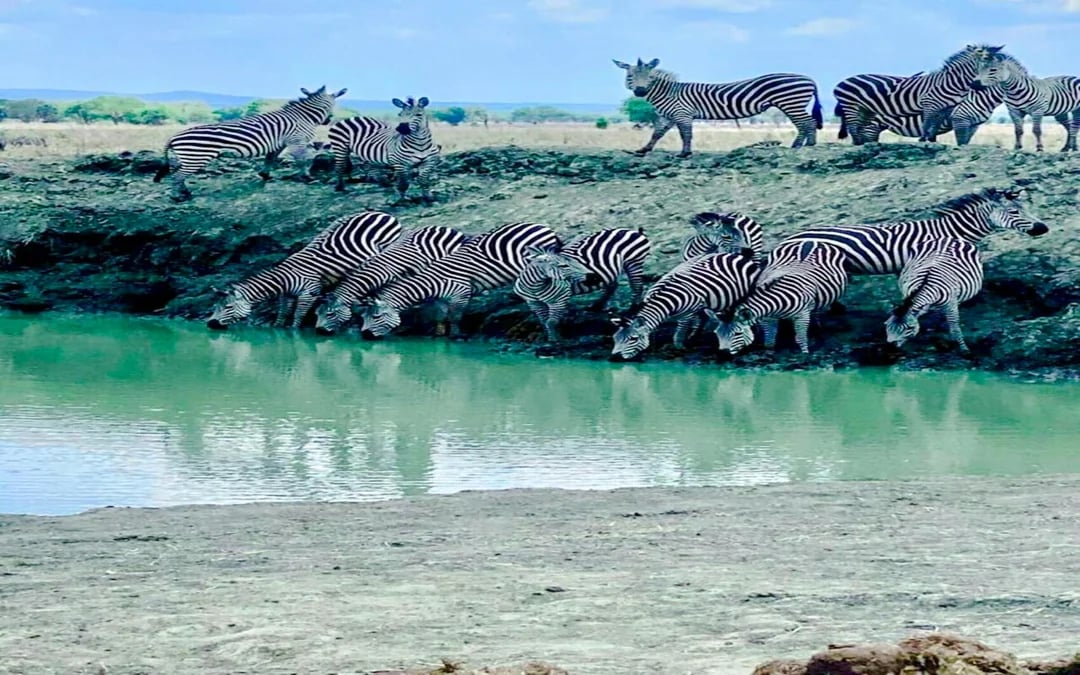 From Zanzibar: Mikumi National Park Day Safari with Flights and Transfers Image 4