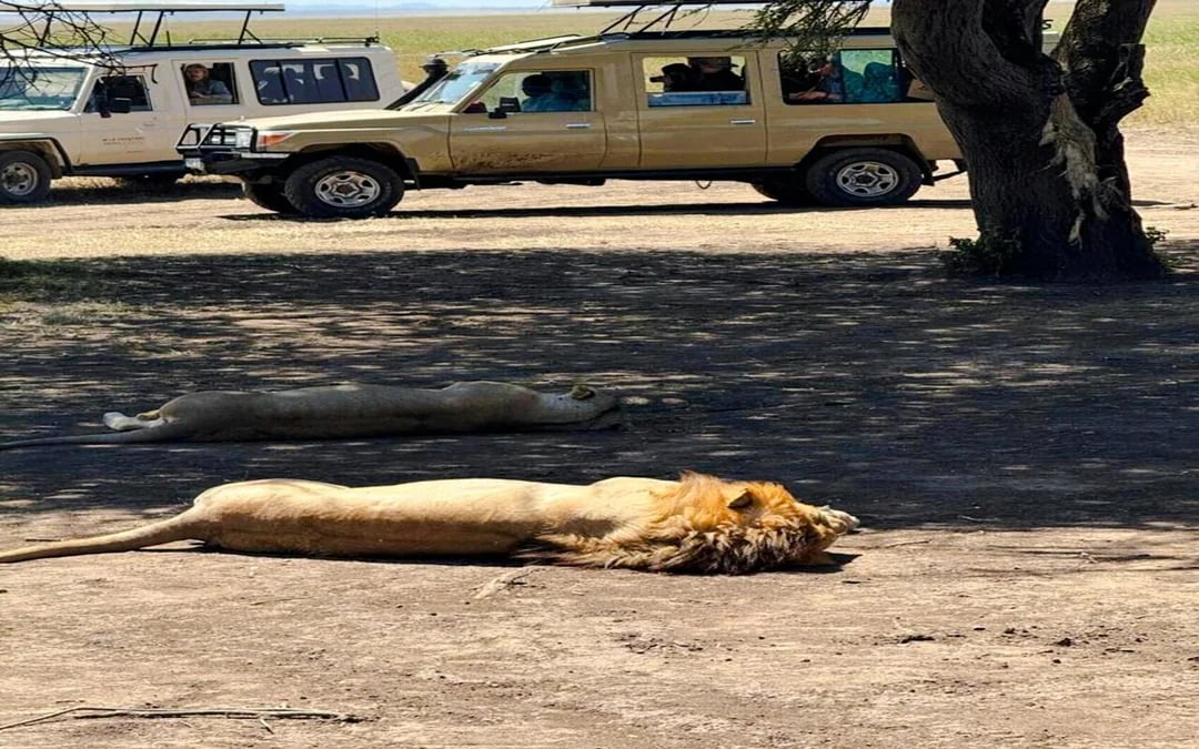 From Zanzibar: Mikumi National Park Day Safari with Flights and Transfers Image 5
