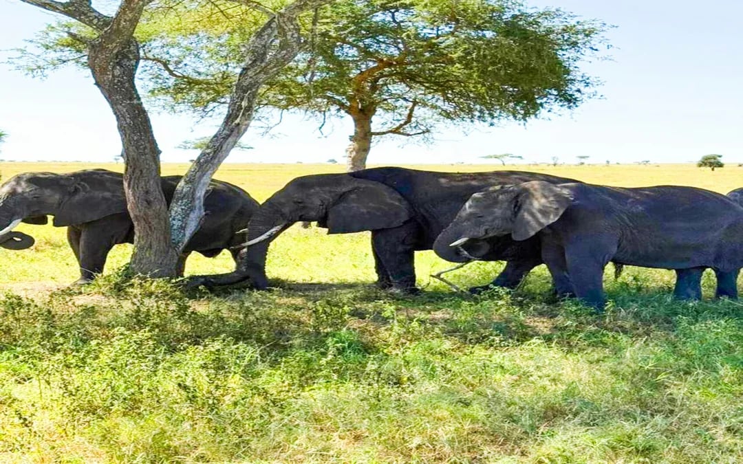 From Zanzibar: Mikumi National Park Day Safari with Flights and Transfers Image 6