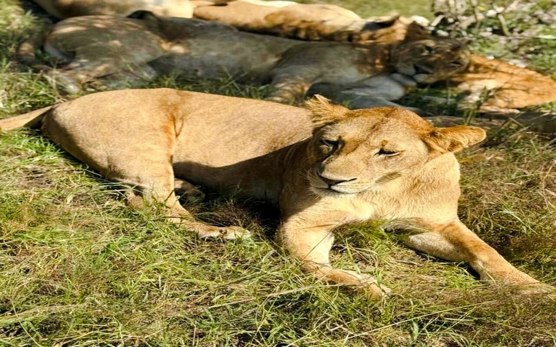 From Zanzibar: Mikumi National Park Day Safari with Flights and Transfers Image 8