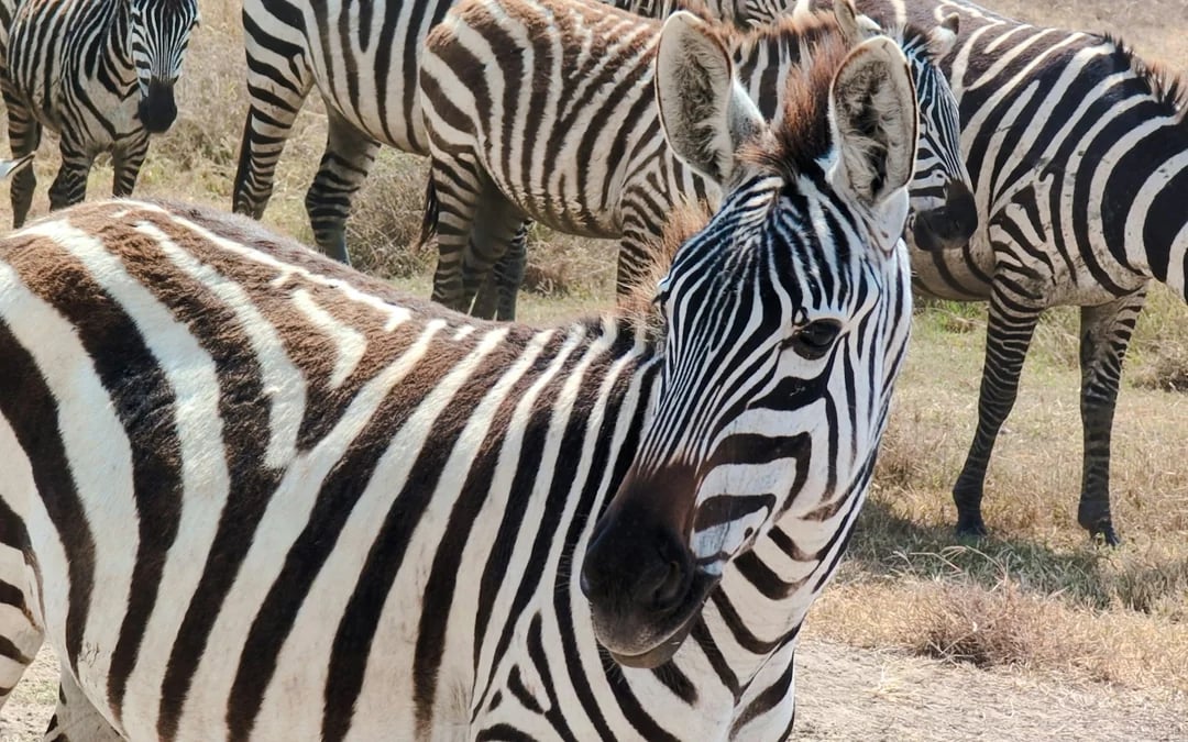 From Zanzibar: Nyerere National Park Fly-in Safari Image 1