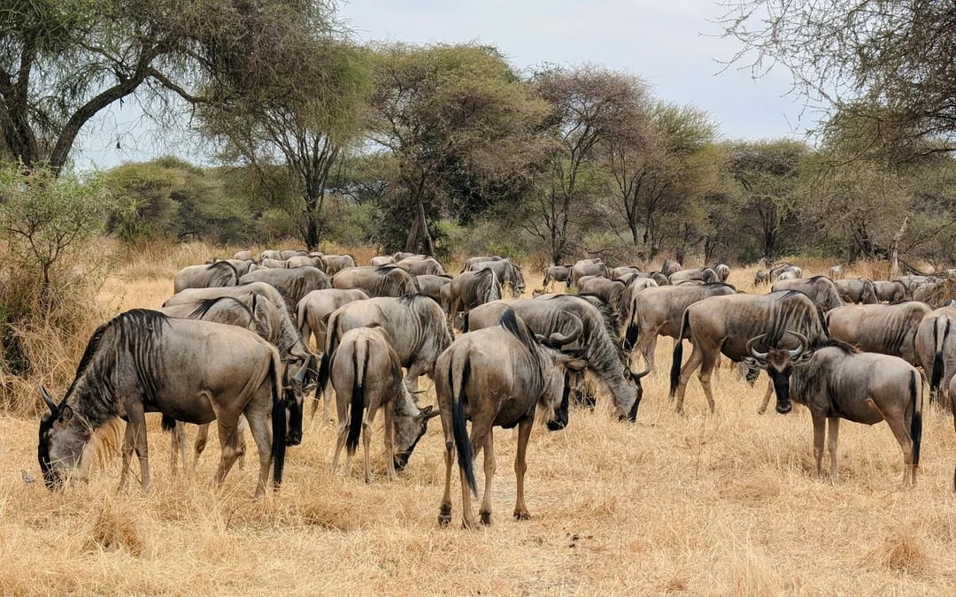 From Zanzibar: Nyerere National Park Fly-in Safari Image 2