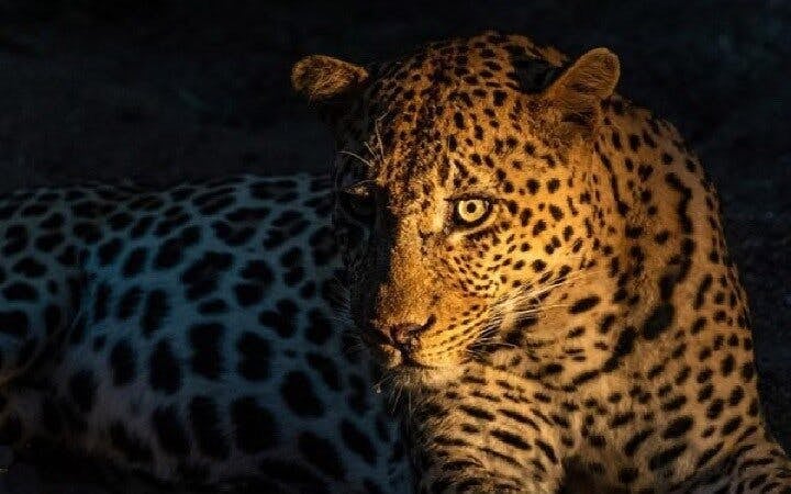 From Zanzibar: Selous/Nyerere National Park Fly-In Safari with Guided Game Drives and Bush Lunch Image 1