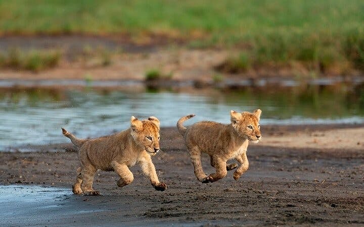 From Zanzibar: Selous/Nyerere National Park Fly-In Safari with Guided Game Drives and Bush Lunch Image 3