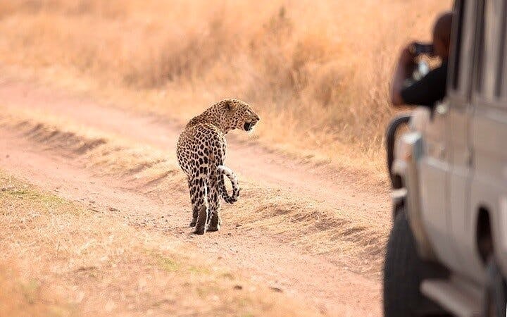 From Zanzibar: Selous/Nyerere National Park Fly-In Safari with Guided Game Drives and Bush Lunch Image 4