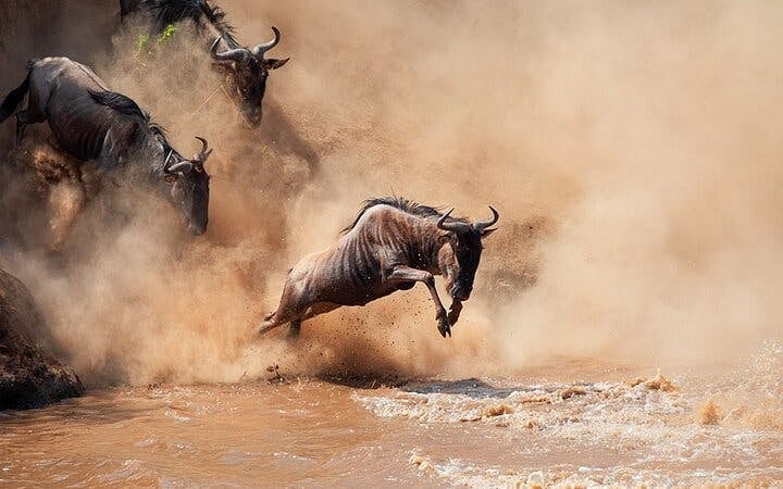 From Zanzibar: Selous/Nyerere National Park Fly-In Safari with Guided Game Drives and Bush Lunch Image 5
