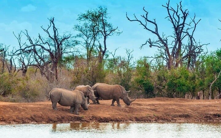 From Zanzibar: Selous/Nyerere National Park Fly-In Safari with Guided Game Drives and Bush Lunch Image 7