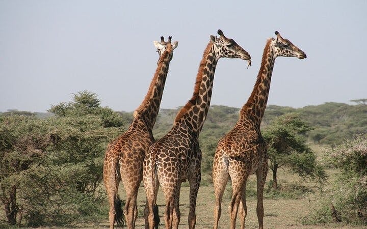 From Zanzibar: Selous/Nyerere National Park Fly-In Safari with Guided Game Drives and Bush Lunch Image 8