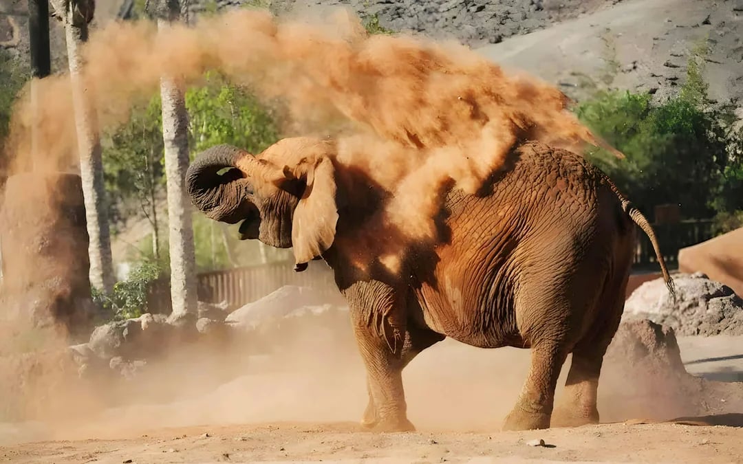 Fuerteventura: Oasis Wildlife Entry Ticket Image 12
