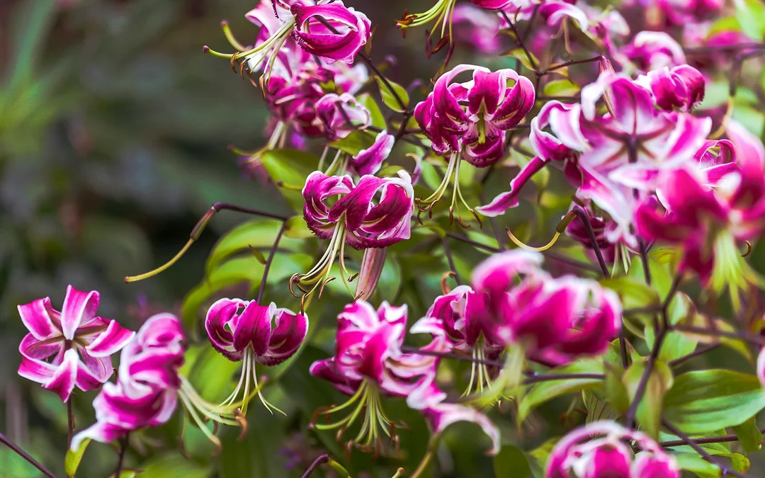 Full-Day Guided City Tour of Hobart & Tickets to MONA Image 3
