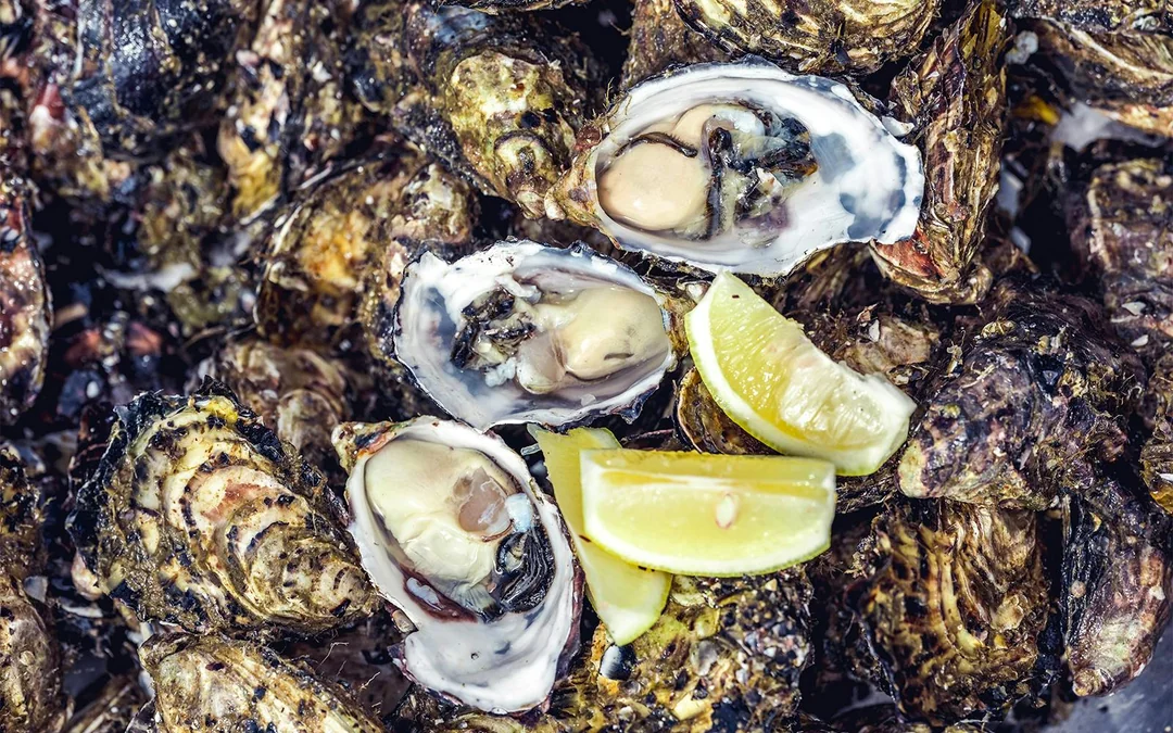 Full-Day Guided Cruise Tour in Tasmania with Seafood Lunch Image 6