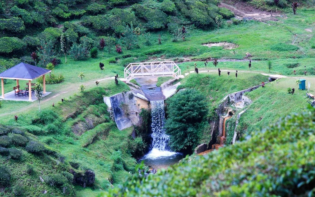 Full-Day Guided Tour of Cameron Highlands with Shared Transfers from Kuala Lumpur Image 1
