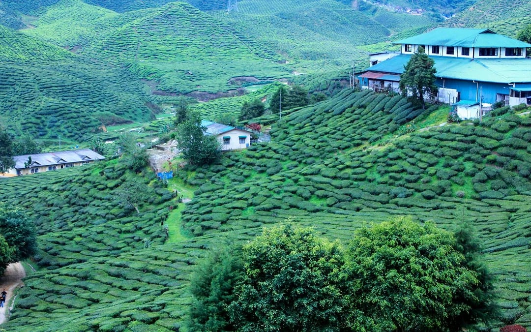 Full-Day Guided Tour of Cameron Highlands with Shared Transfers from Kuala Lumpur Image 2