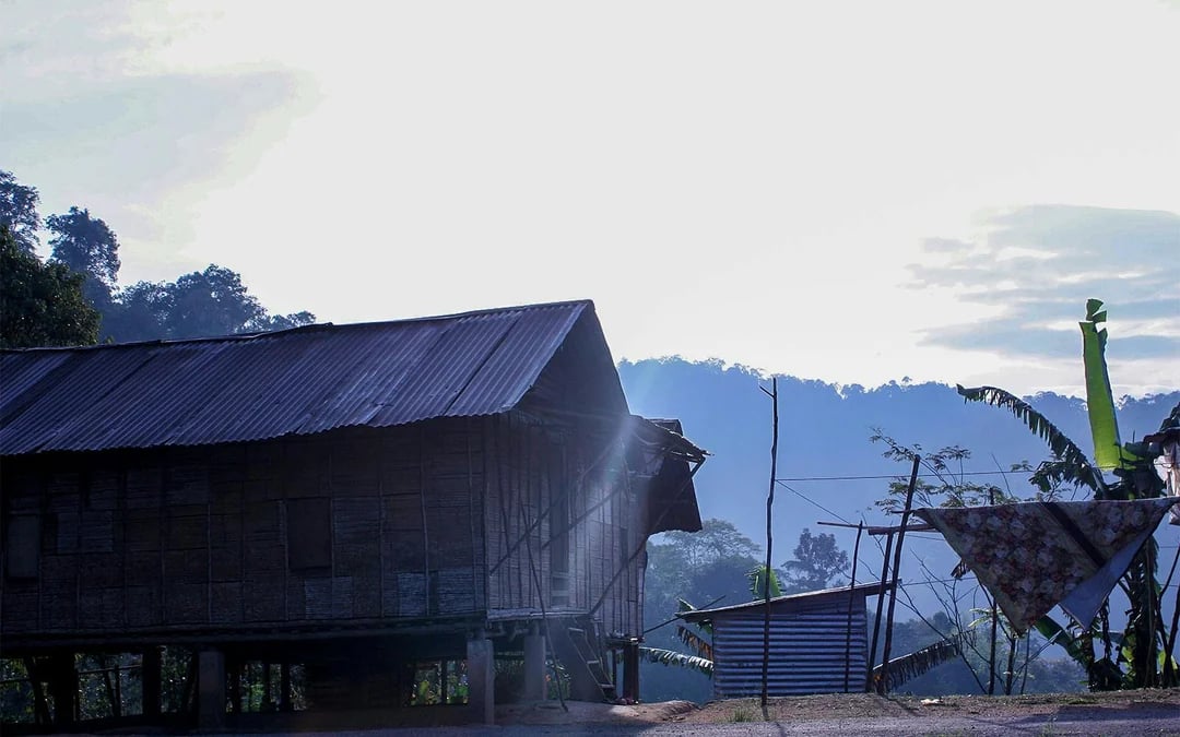 Full-Day Guided Tour of Cameron Highlands with Shared Transfers from Kuala Lumpur Image 3