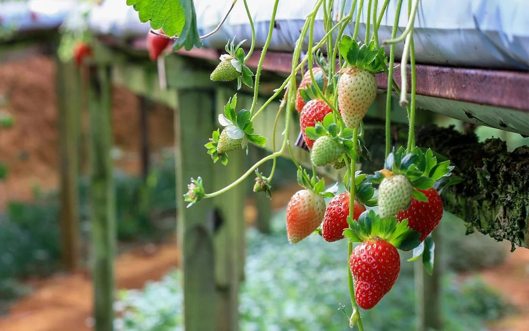 Full-Day Guided Tour of Cameron Highlands with Shared Transfers from Kuala Lumpur Image 4