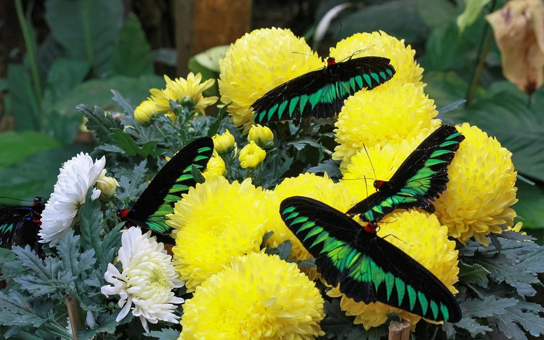 Full-Day Guided Tour of Cameron Highlands with Shared Transfers from Kuala Lumpur Image 6