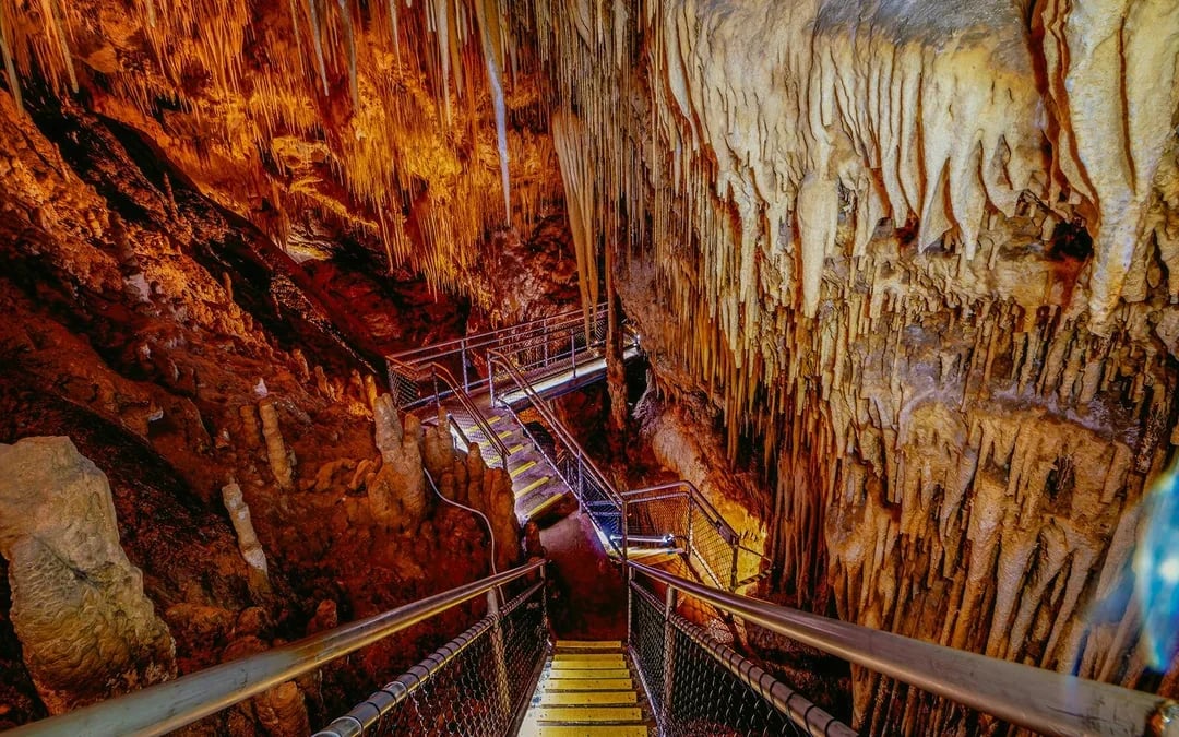 Full-Day Guided Tour of Tahune Airwalk & Hastings Caves Image 6