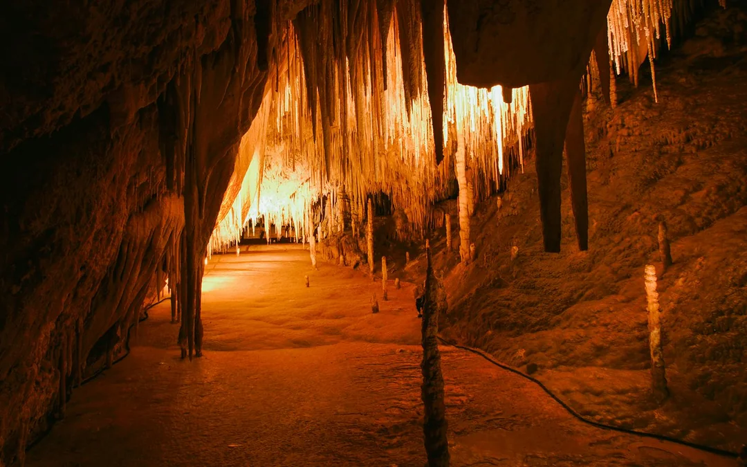 Full-Day Guided Tour of Tahune Airwalk & Hastings Caves Image 7