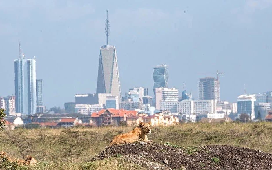 Full Day Nairobi National Park Tour with Game Drive, Elephant Orphanage, Giraffe Center & Hotel Transfers Image 3