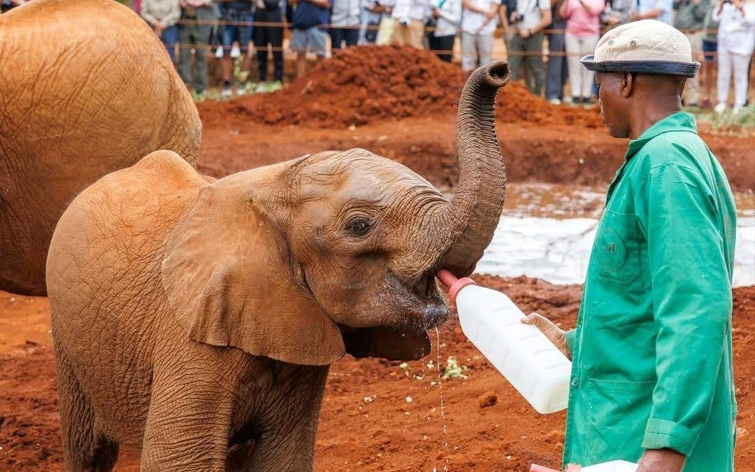 Full Day Nairobi National Park Tour with Game Drive, Elephant Orphanage, Giraffe Center & Hotel Transfers Image 5