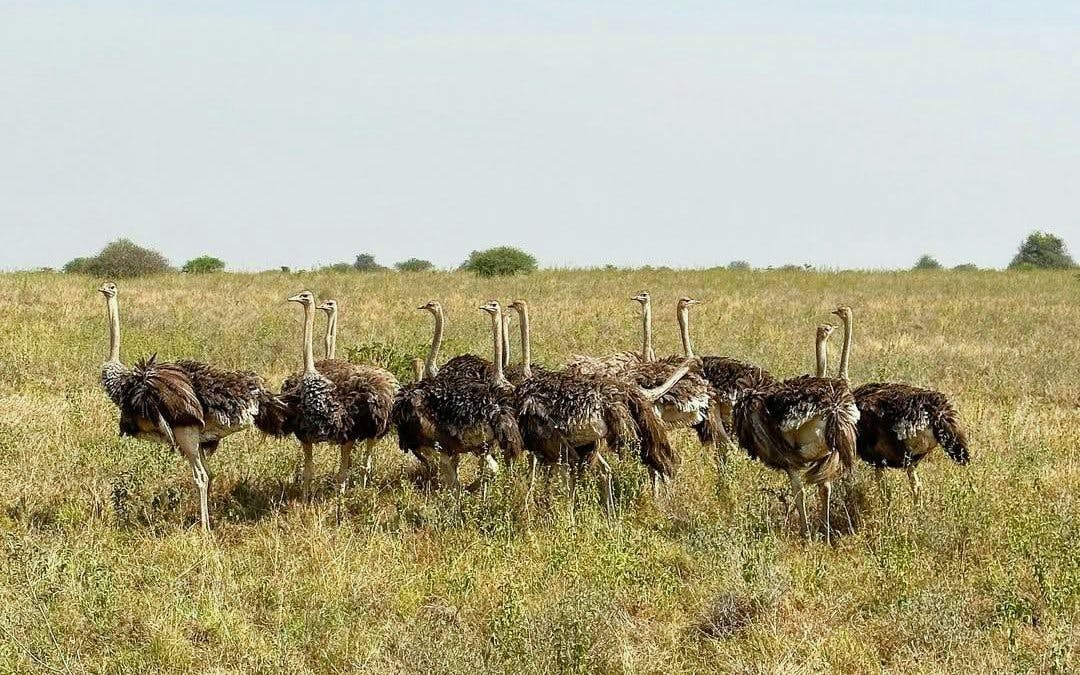Full Day Nairobi National Park Tour with Game Drive, Elephant Orphanage, Giraffe Center & Hotel Transfers Image 6