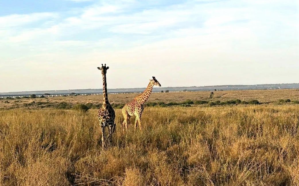 Full Day Nairobi National Park Tour with Game Drive, Elephant Orphanage, Giraffe Center & Hotel Transfers Image 7