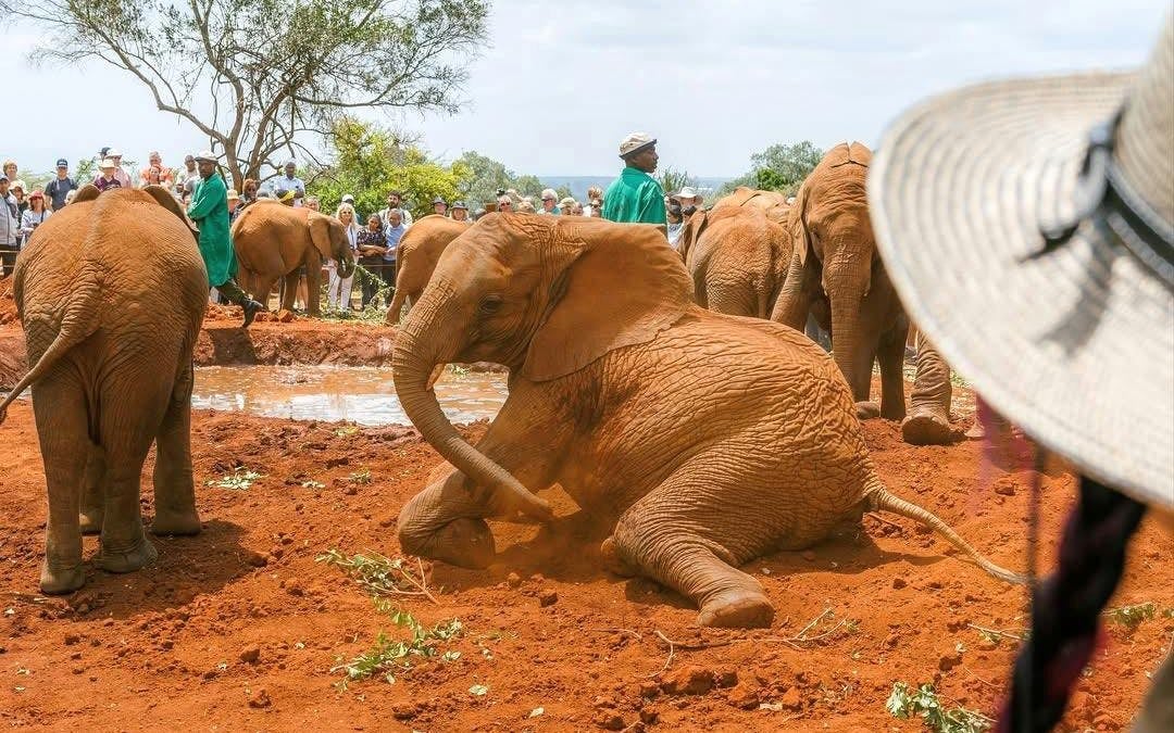 Full Day Nairobi National Park Tour with Game Drive, Elephant Orphanage, Giraffe Center & Hotel Transfers Image 8