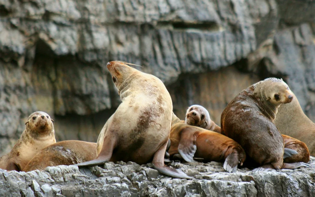Full-Day Tasman Island Tour with Cruise and Lunch from Hobart Image 5