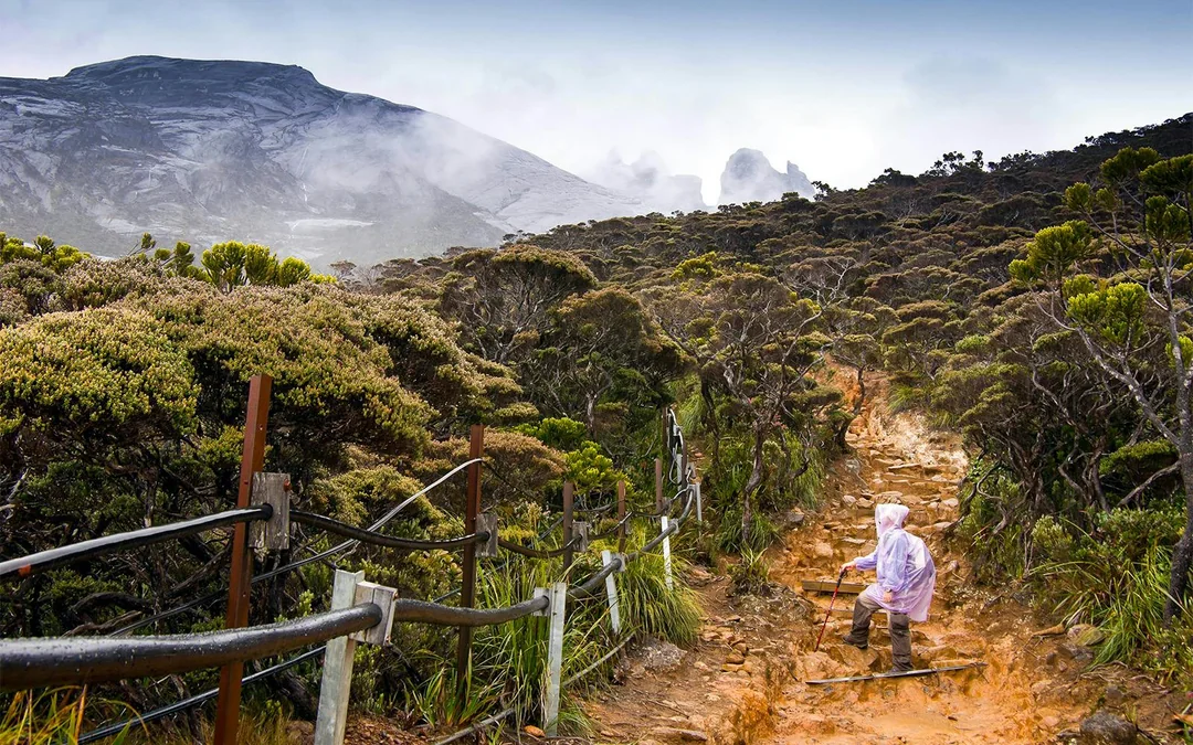 Full-Day Tour of Mount Kinabalu with Desa Dairy Farm & Poring Hot Springs Visit Image 6