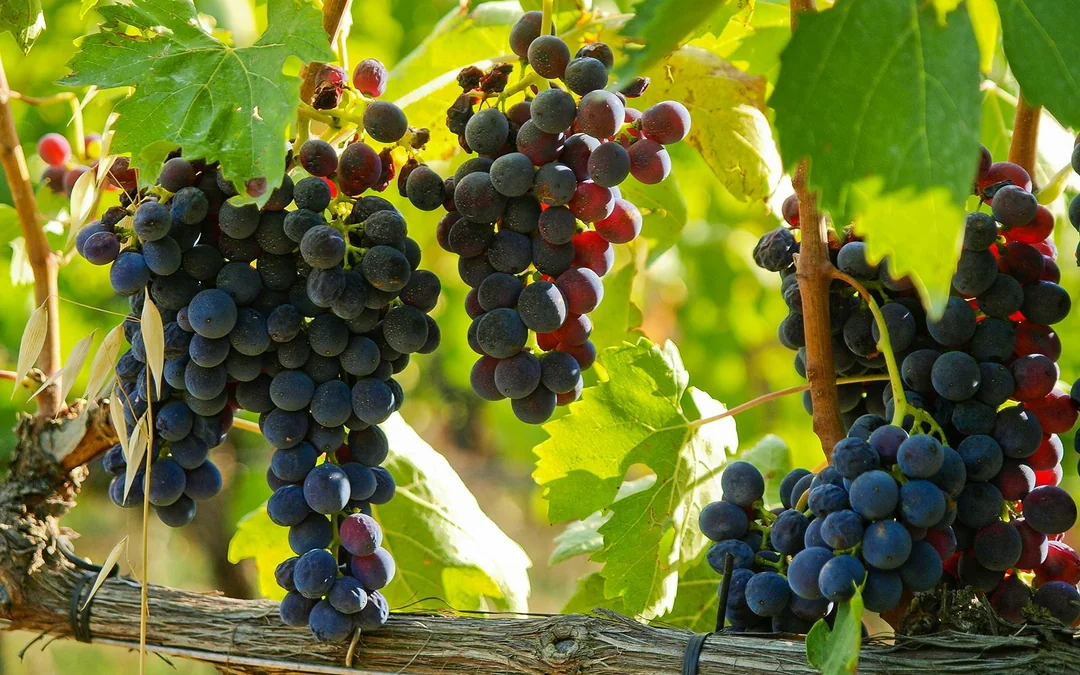 Full-Day Tour of Val D’Orcia Image 11