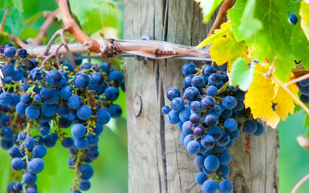 Full-Day Tour of Yarra Valley & Dandenong Ranges with Lunch Image 5