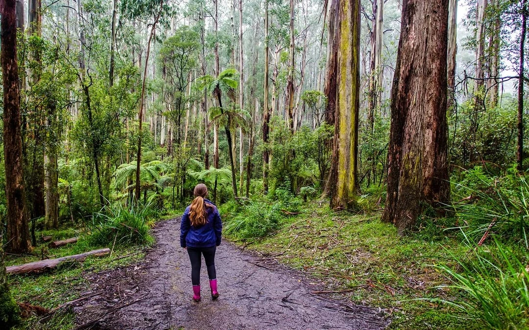 Full-Day Tour of Yarra Valley & Dandenong Ranges with Lunch Image 7