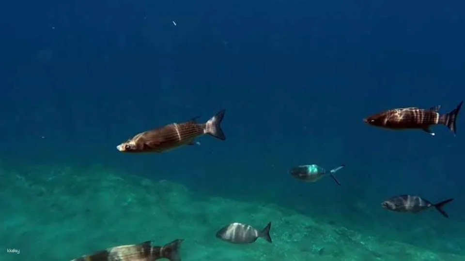 Full-day watching tour with lunch and snorkeling at the Princess Ring