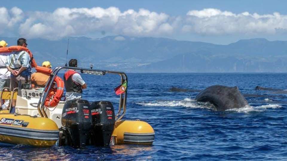 Full-day watching tour with lunch and snorkeling at the Princess Ring