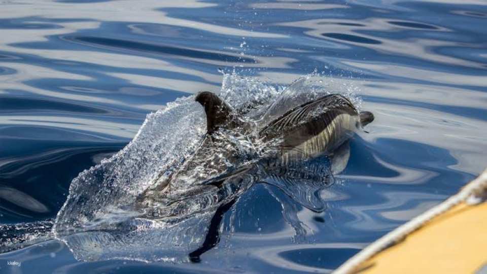 Full-day watching tour with lunch and snorkeling at the Princess Ring