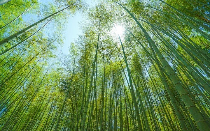 Fushimi Inari Hidden Hiking Tour (Private Option Available) Image 5
