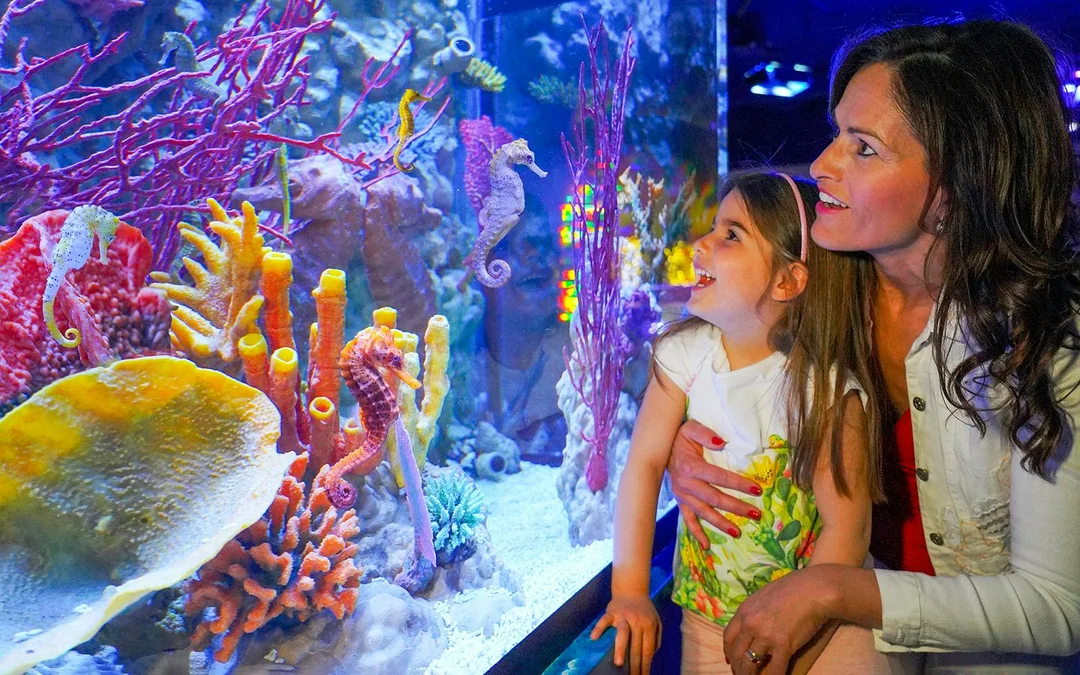 Gardaland Sea Life Aquarium Entry Tickets Image 2