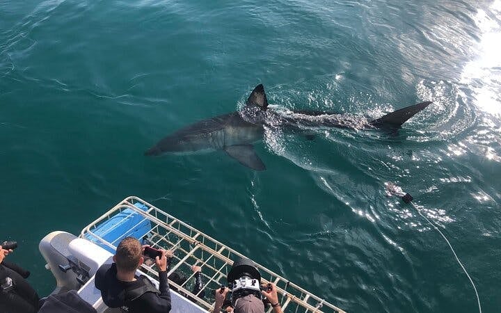 Garden Route Adventure Tour from Cape Town: Bungee Jump & Shark Cage Diving with Accommodation Image 2