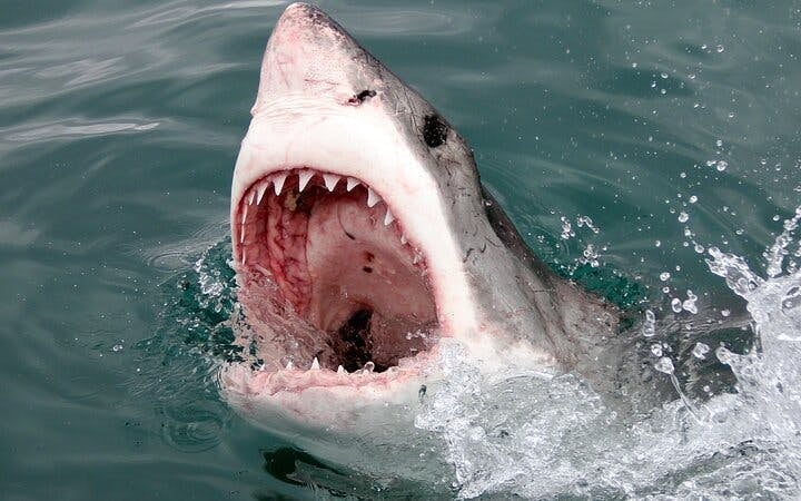 Garden Route Adventure Tour from Cape Town: Bungee Jump & Shark Cage Diving with Accommodation Image 7