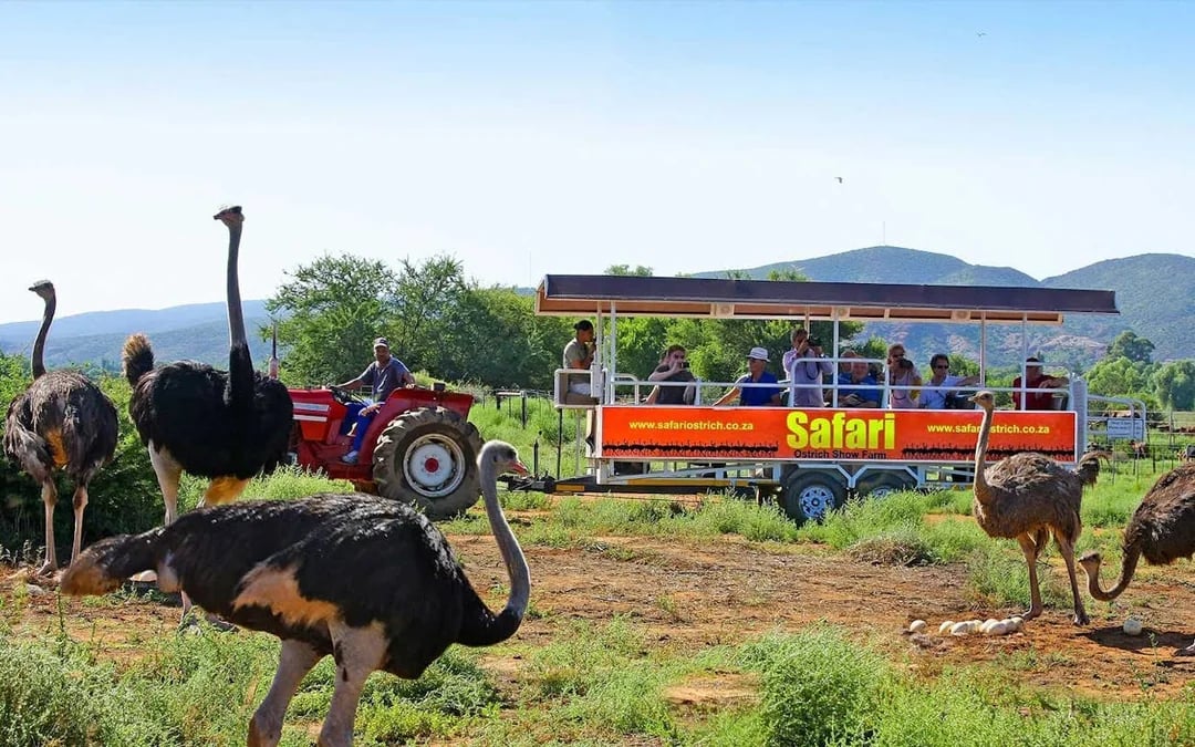 Garden Route Private Customizable Tour with Guide-Driver and Vehicle Image 6