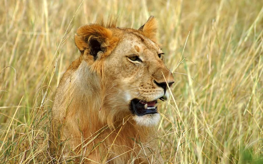 Garden Route Private Luxury Tour with 5-Star Accommodation and Big 5 Safari Image 8