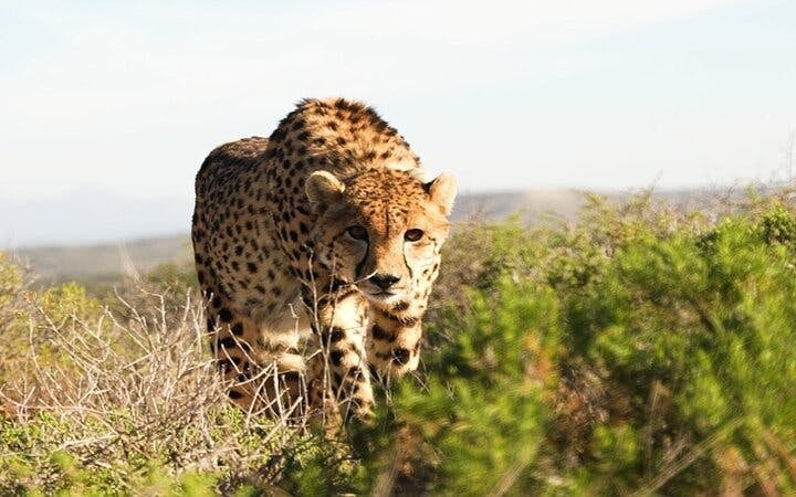 Garden Route Safari and Wildlife Tour from Cape Town with Oudtshoorn and Mossel Bay Visits Image 2