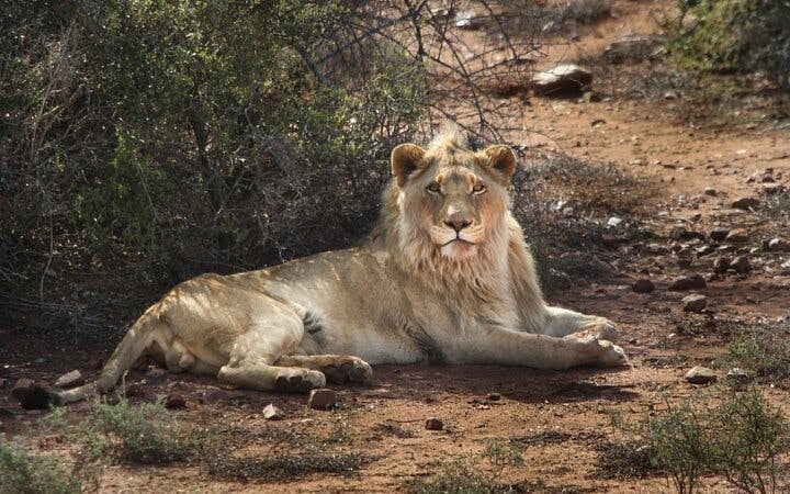 Garden Route Safari and Wildlife Tour from Cape Town with Oudtshoorn and Mossel Bay Visits Image 4