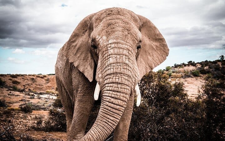 Garden Route Safari and Wildlife Tour from Cape Town with Oudtshoorn and Mossel Bay Visits Image 6