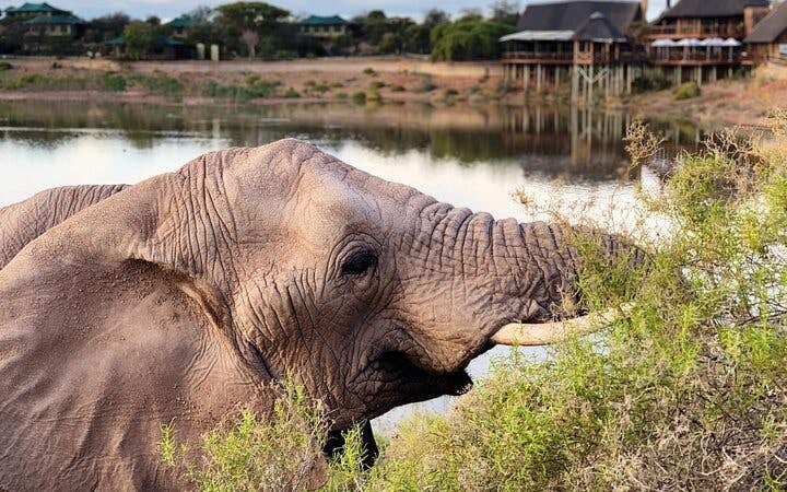 Garden Route Safari and Wildlife Tour from Cape Town with Oudtshoorn and Mossel Bay Visits Image 7